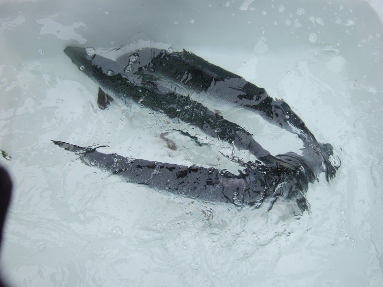 Atlantic salmon - Dawn Purchase