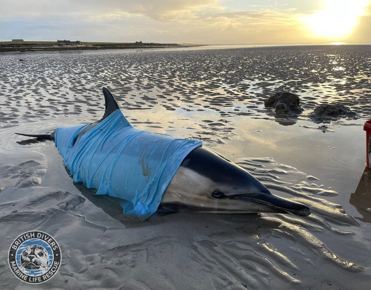 Rescued dolphin on Orkney beach
