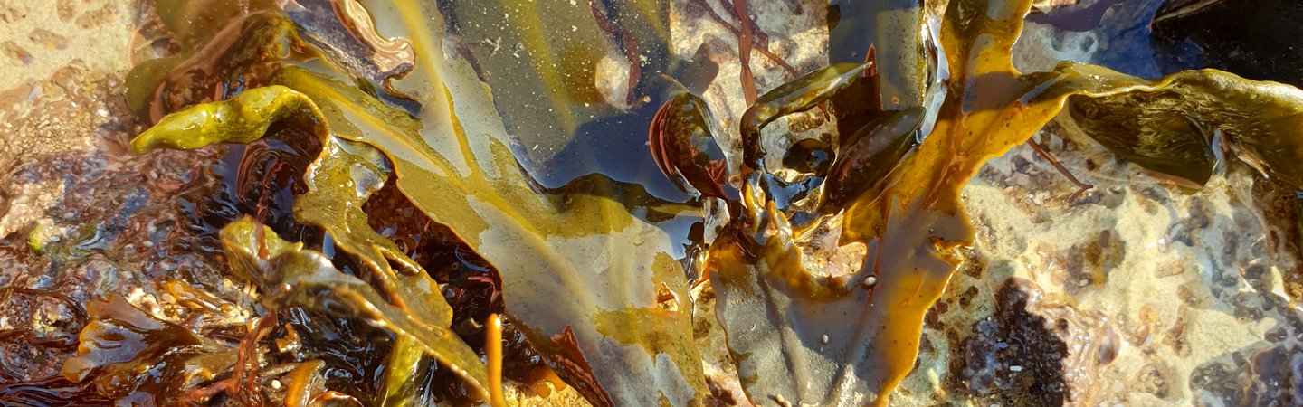 Big Seaweed Search Rockpool