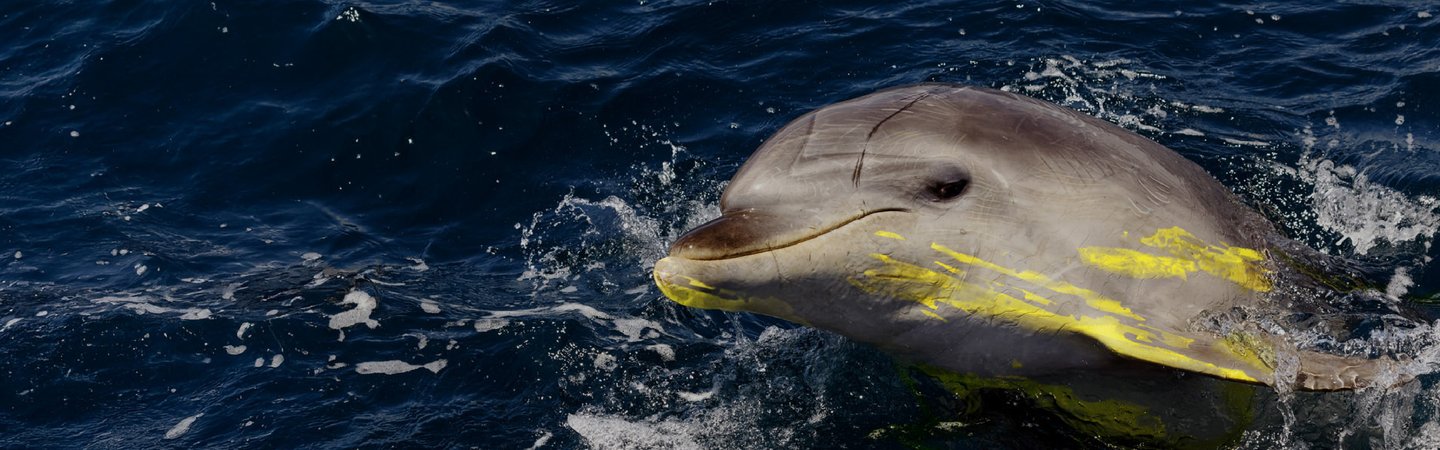 Big Give 2026 - Ocean chemical crisis - What are forever chemicals and why are they a problem - Header - Dolphi