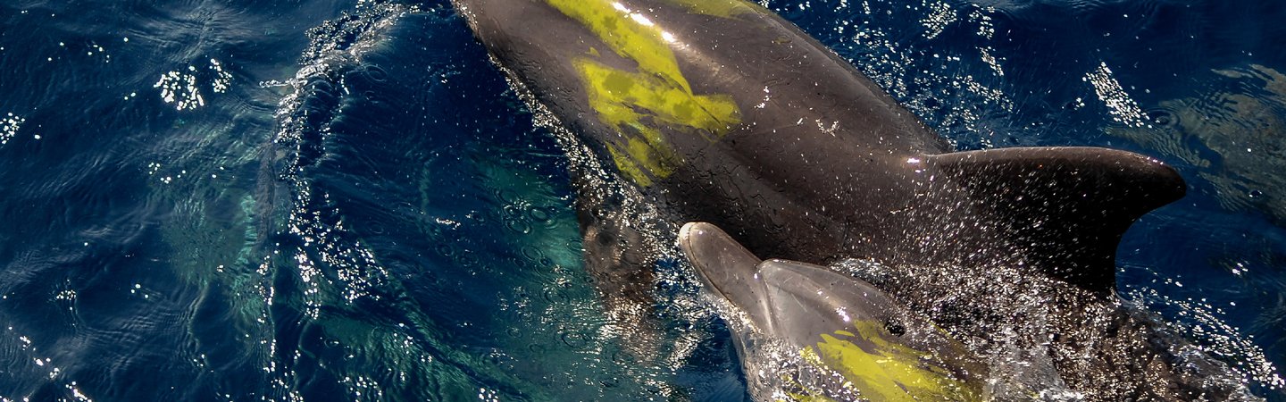 Big Give 2026 - Ocean chemical crisis - How PFAS affect marine life - Feature page image - Dolphins
