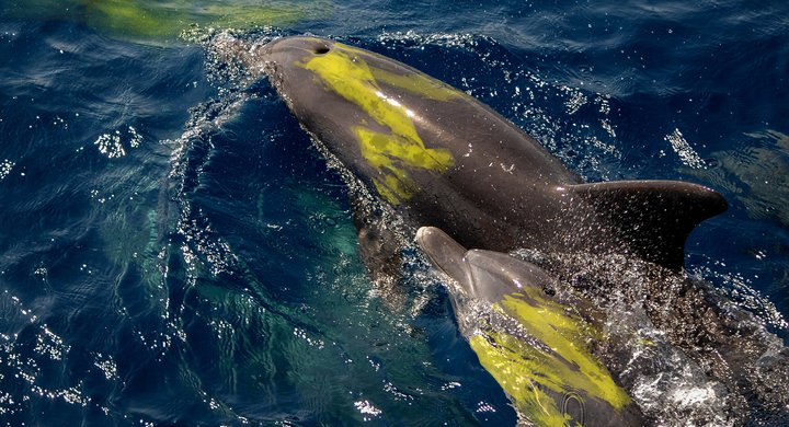 Big Give 2026 - Ocean chemical crisis - How PFAS affect marine life - Feature page image - Dolphins