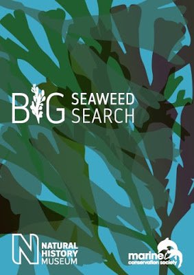 Big Seaweed Search 4.jpg