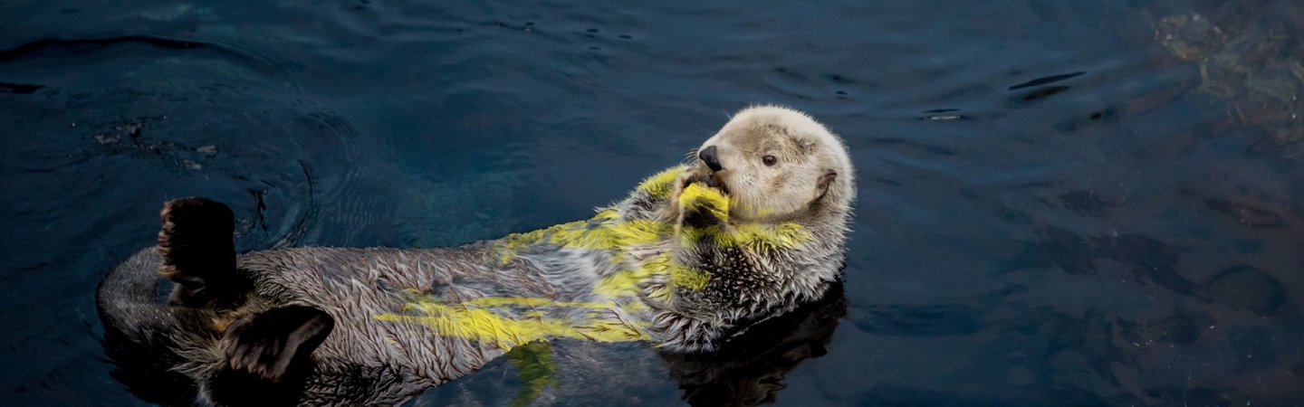 Big Give Otter - Stop the Ocean Chemical Crisis