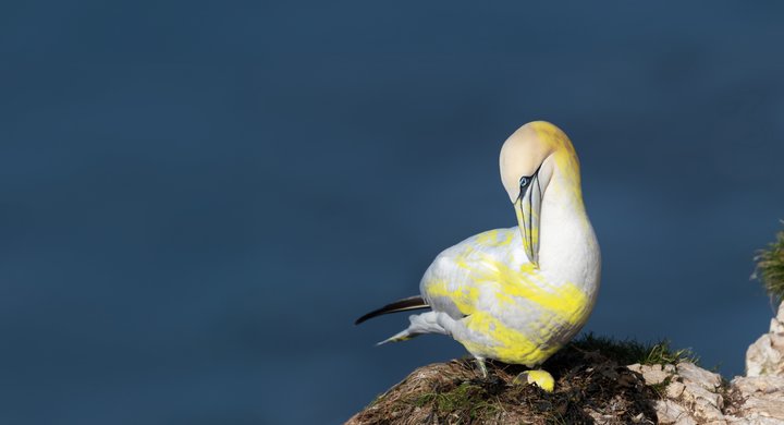 Big give Northern Gannet - Stop the Ocean Chemical crisis