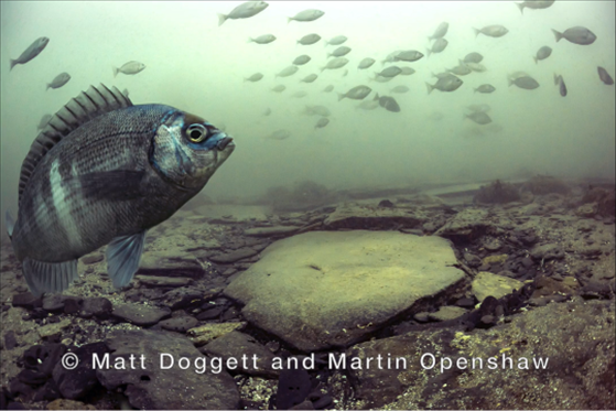 Black seabream - Matt Doggett