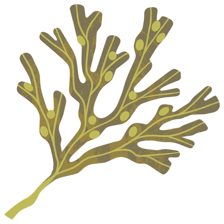 Bladder Wrack 960