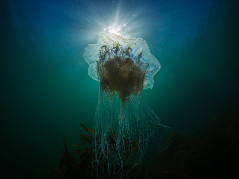 Blue Jellyfish Mark Kirkland UK