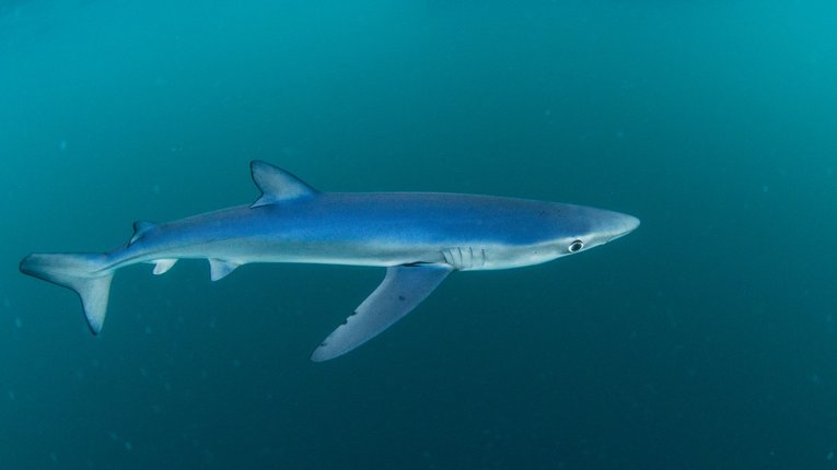 Blue Shark off Cornwall England Mark Kirkland