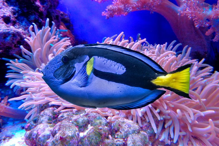 Blue tang