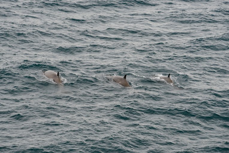 Bottlenose whales swimming in sea