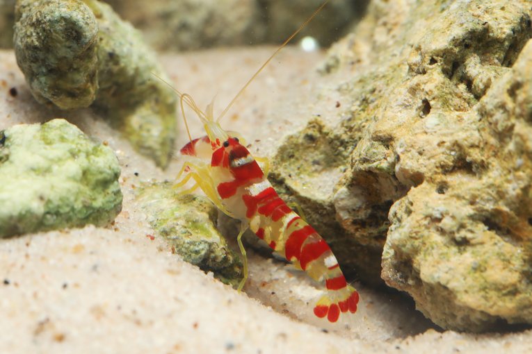 Candy cane shrimp - Shutterstock