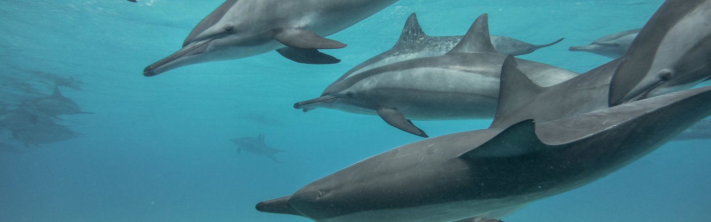 Common Dolphin Pod