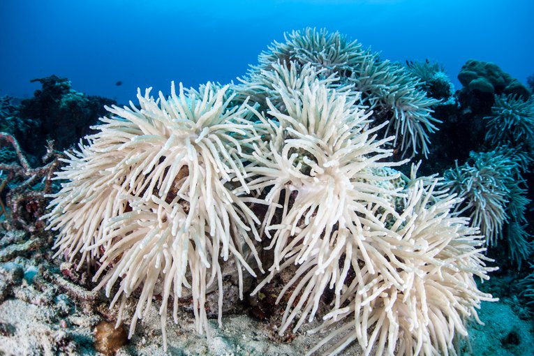 Bleached Corals Ethan Daniels