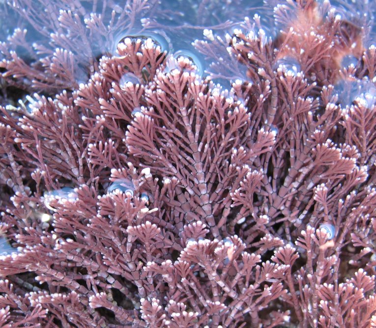 Coral weed seaweed