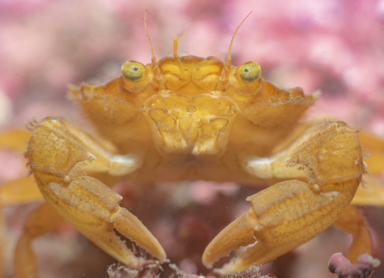 Crab on Maerl Porthkerris Cornwall England Kirsty Andrews