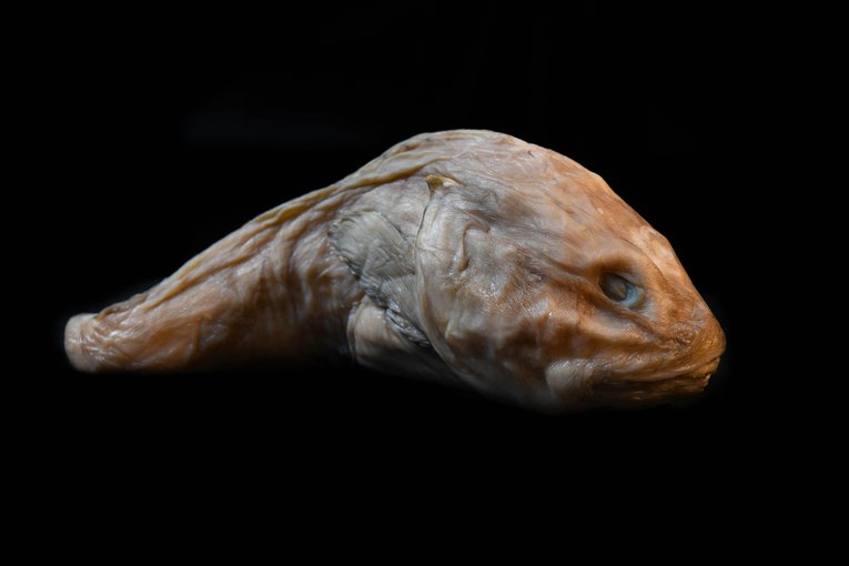 Blobfish - DSC_0889lr