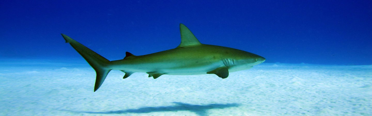 Reef shark in Turks and Caicos