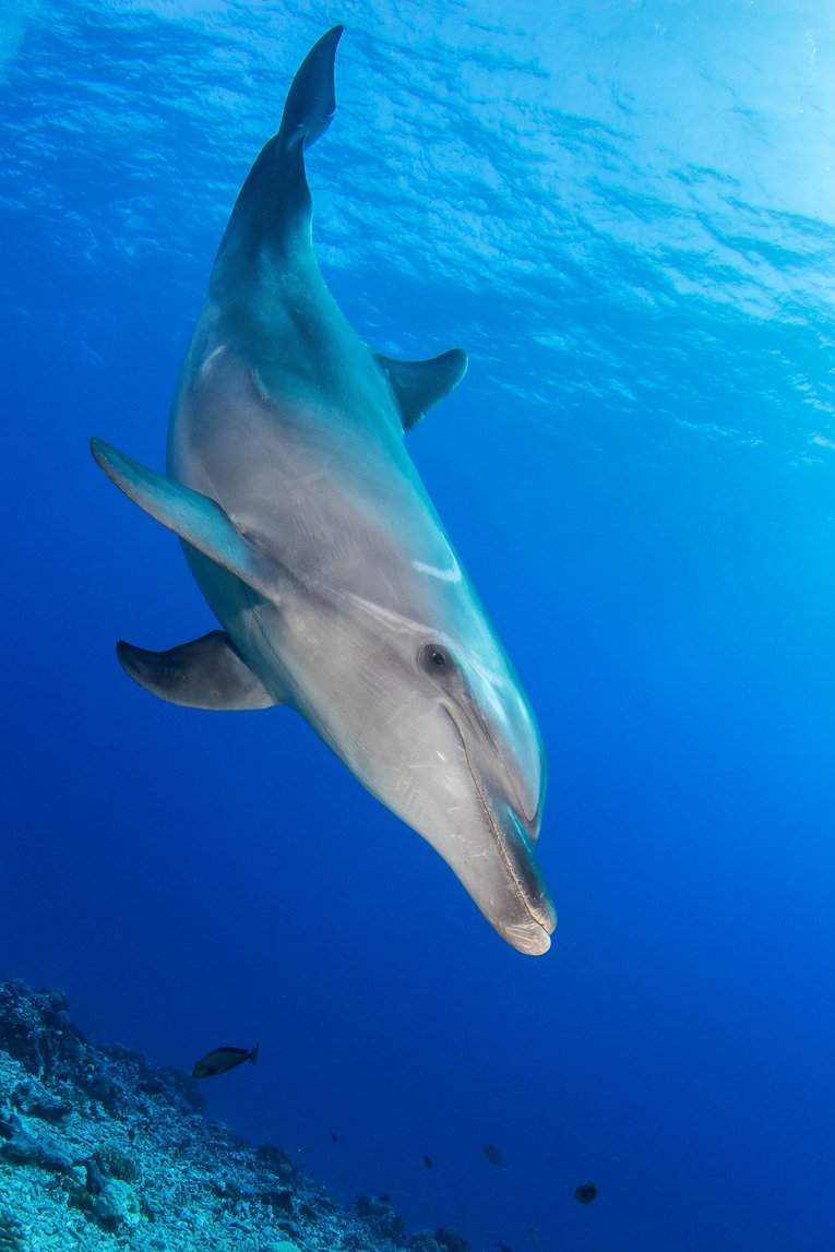 Dolphin - Shutterstock