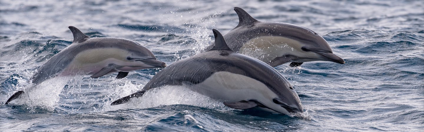 A pod of Common Dolphin Desi Drew