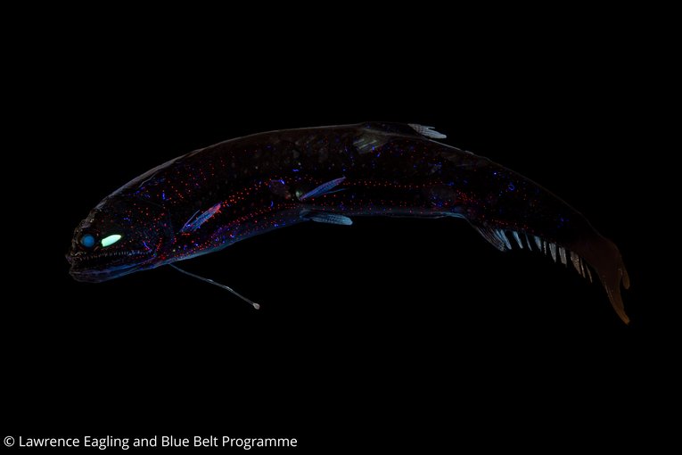 Dragonfish - Neonesthes sp