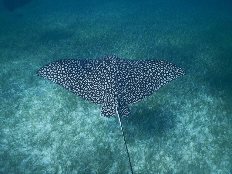 Eagle Ray in Anguilla