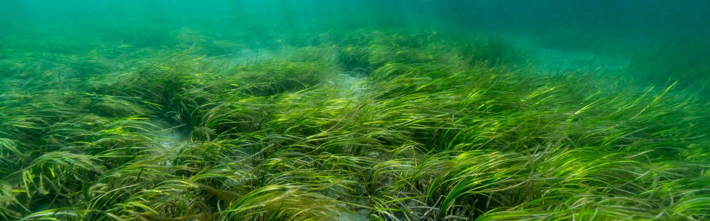 Eelgrass bed Divedog