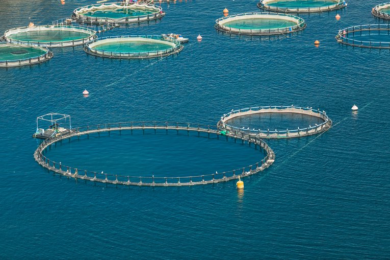 Fish farm from the air Pasta Design