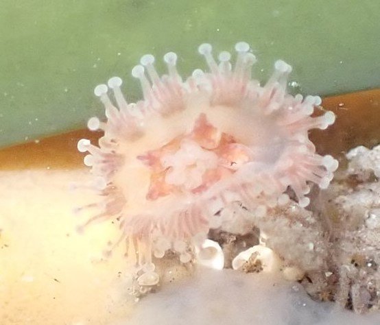 Stalked jellyfish close-up