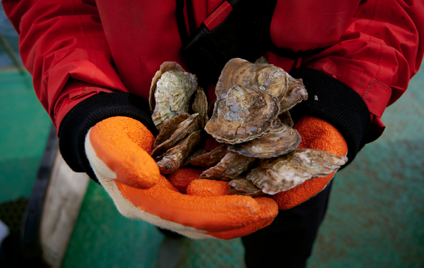 Restoration Forth Native Oysters