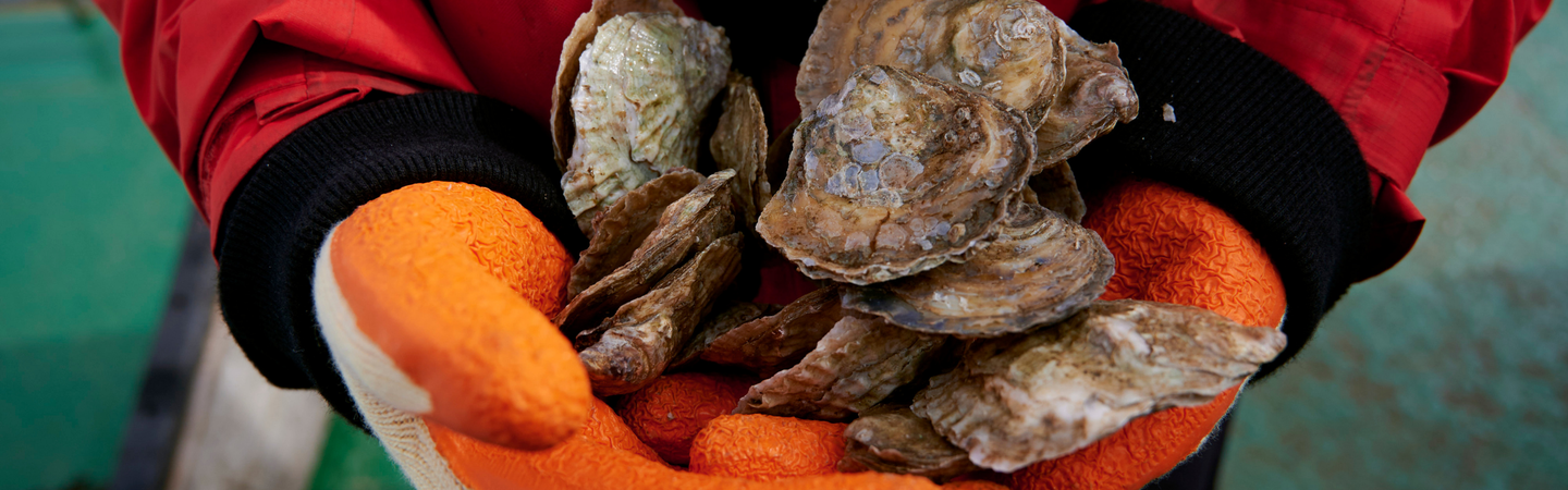 Restoration Forth Native Oysters