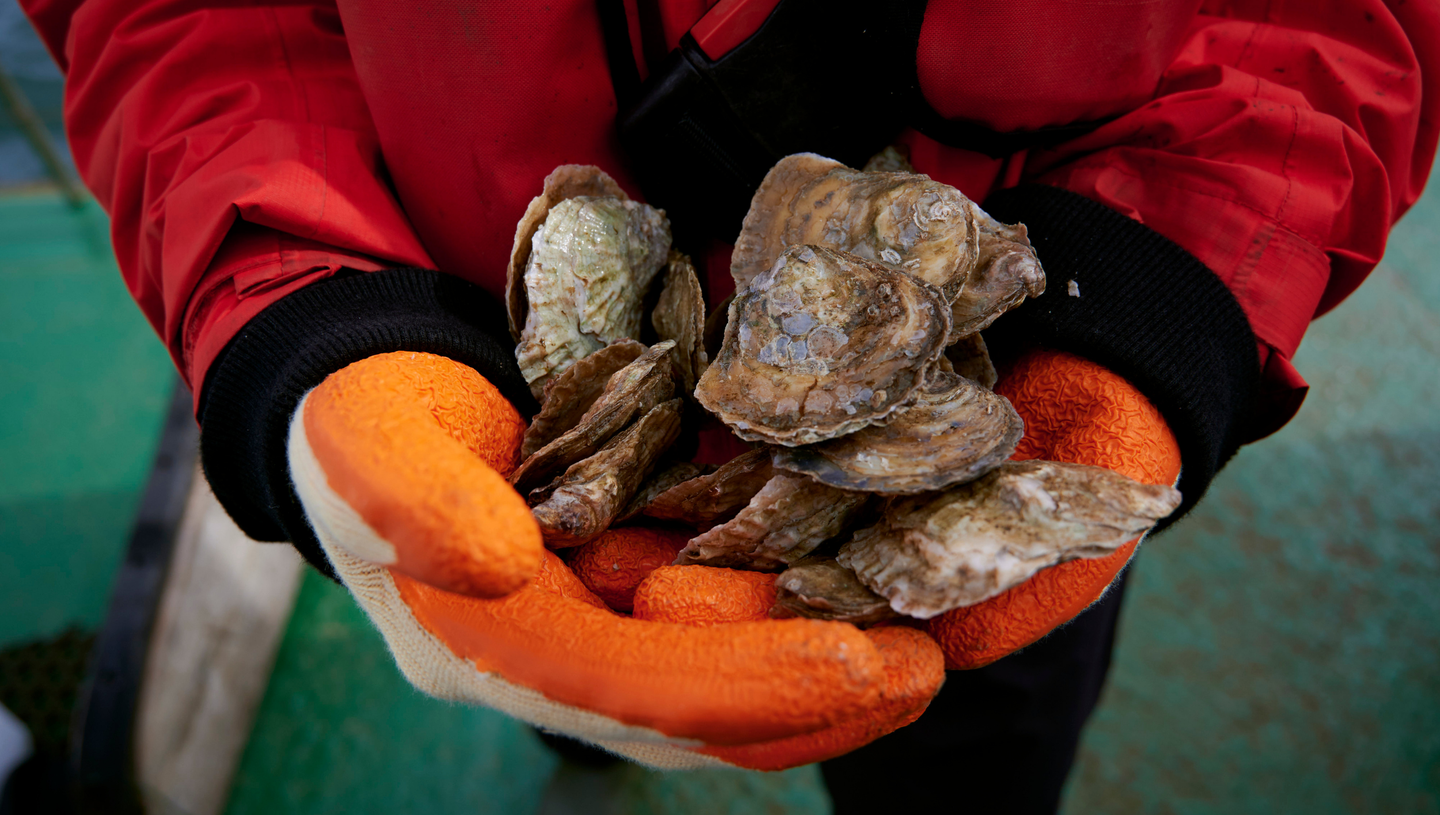 Restoration Forth Native Oysters