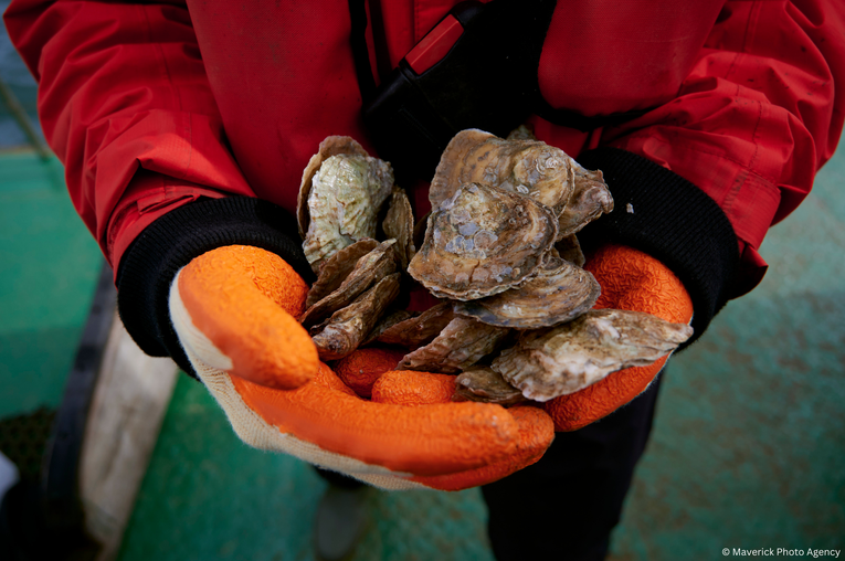 Restoration Forth Native Oysters