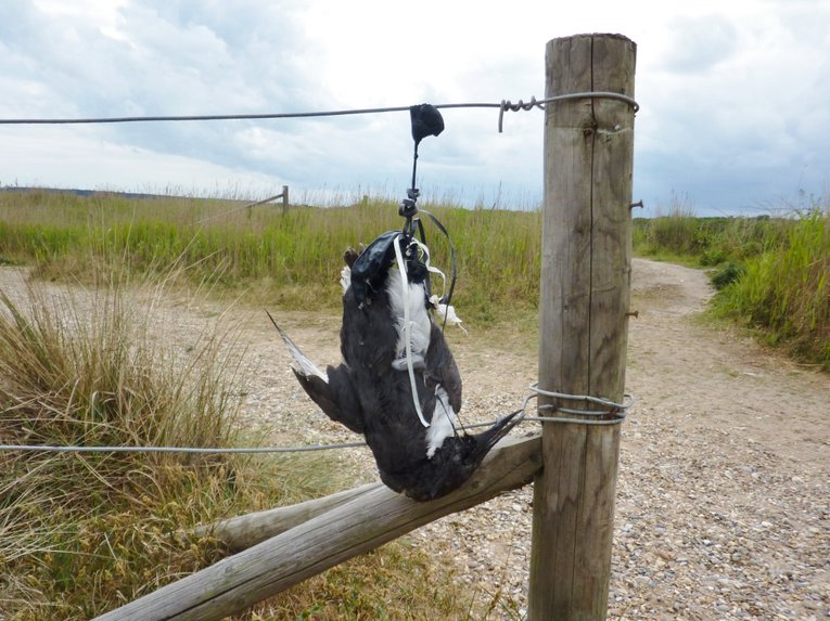 Dead Guillemot entangled in balloon litter Richard Gilbert