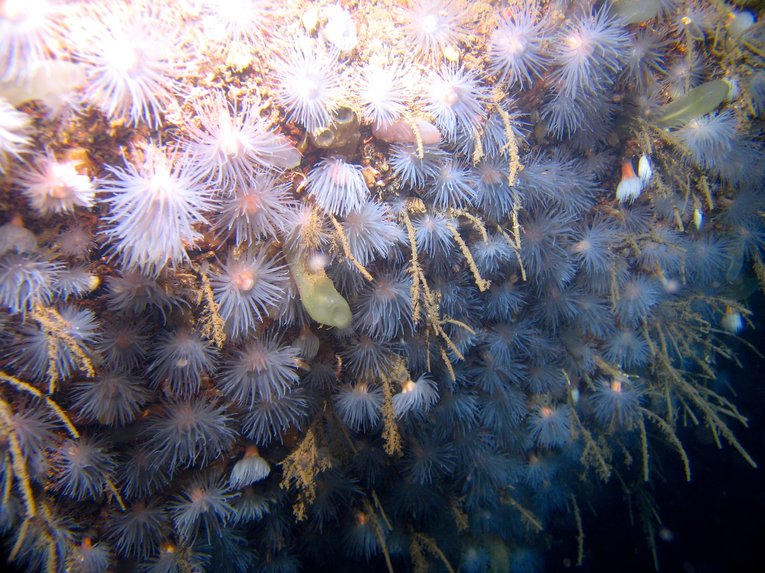 Anemones underwater in Sweden