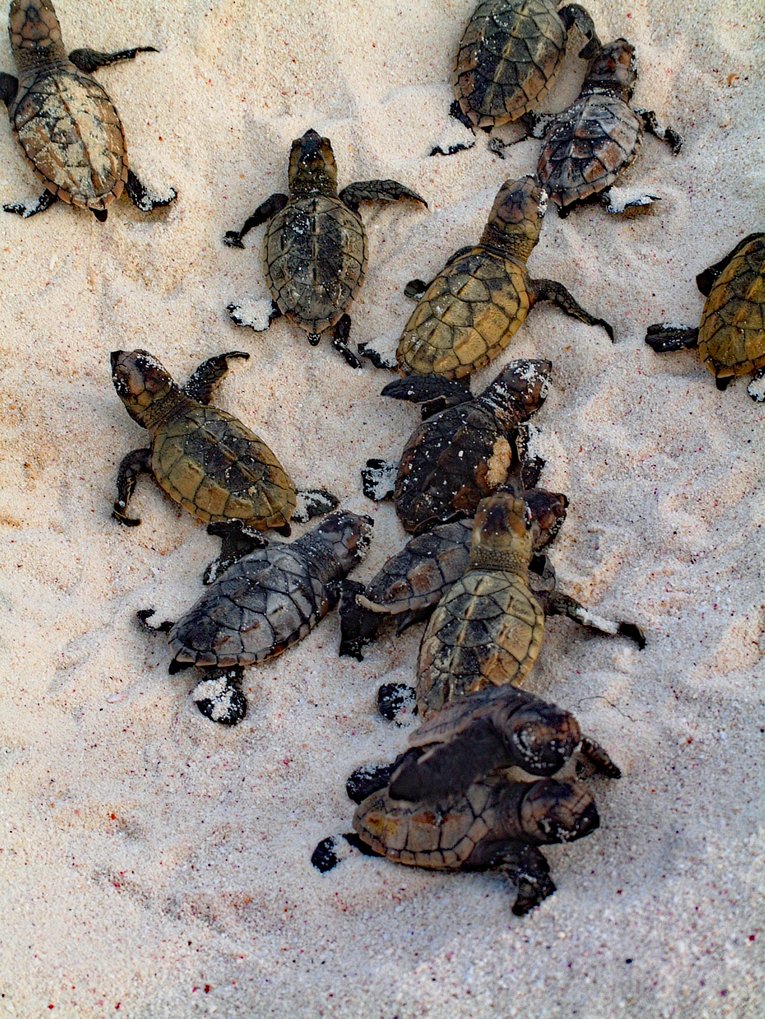 Hawksbill hatchlings - Sue Ranger MCS