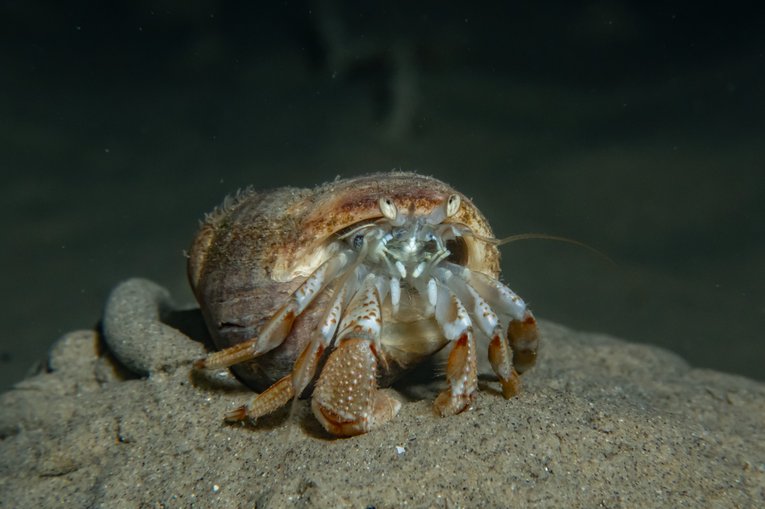 Hermit Crab - Georgie Bull