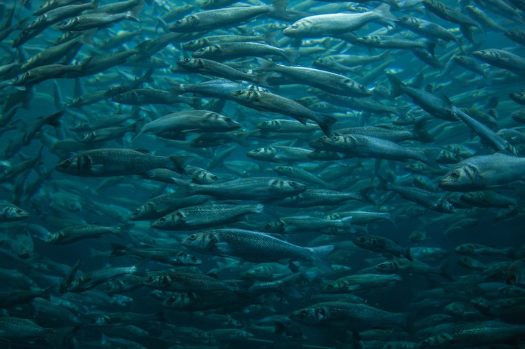 Herring shoal International ELARTEVIVEENTI