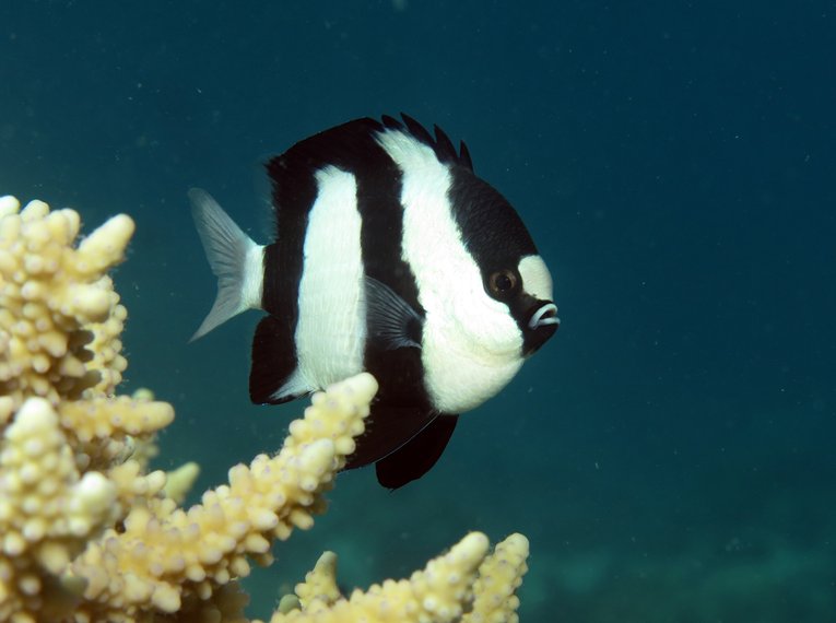 Humbug Damselfish