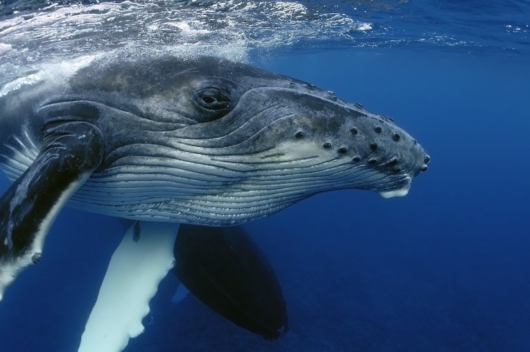 Young Humpback up close Yann Hubert