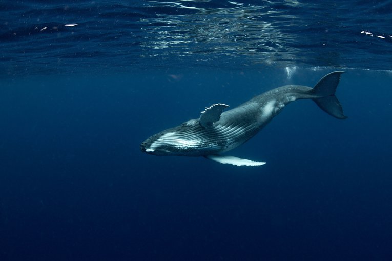 Humpback Whale calf on its side Clinton Hastings