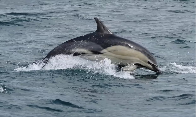 Hybrid dolphin - Leeanne Sullivan / AK Wildlife Cruises