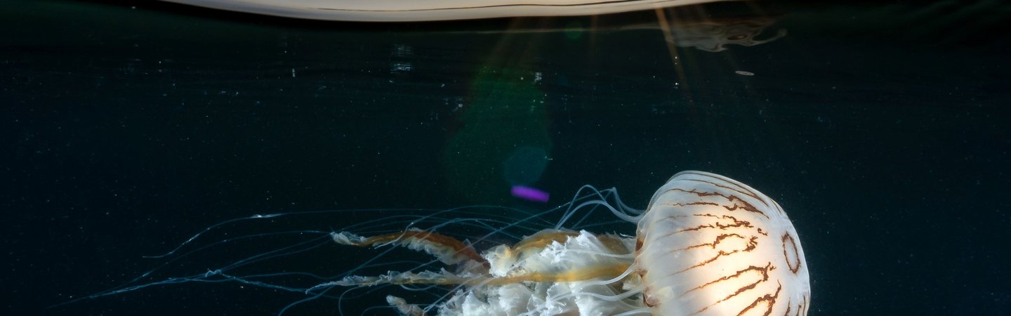 Jellyfish