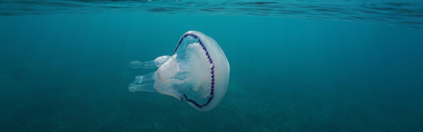 Mediterranean gulls flying in the sky with a barrel jellyfish underwater Costa Brava Spain Damsea