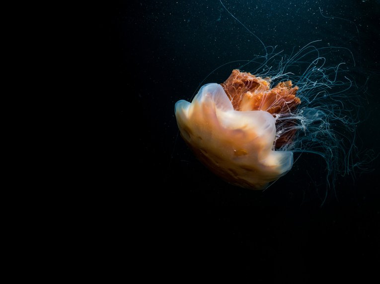 Lion's Mane Jellyfish UK Mark Kirkland