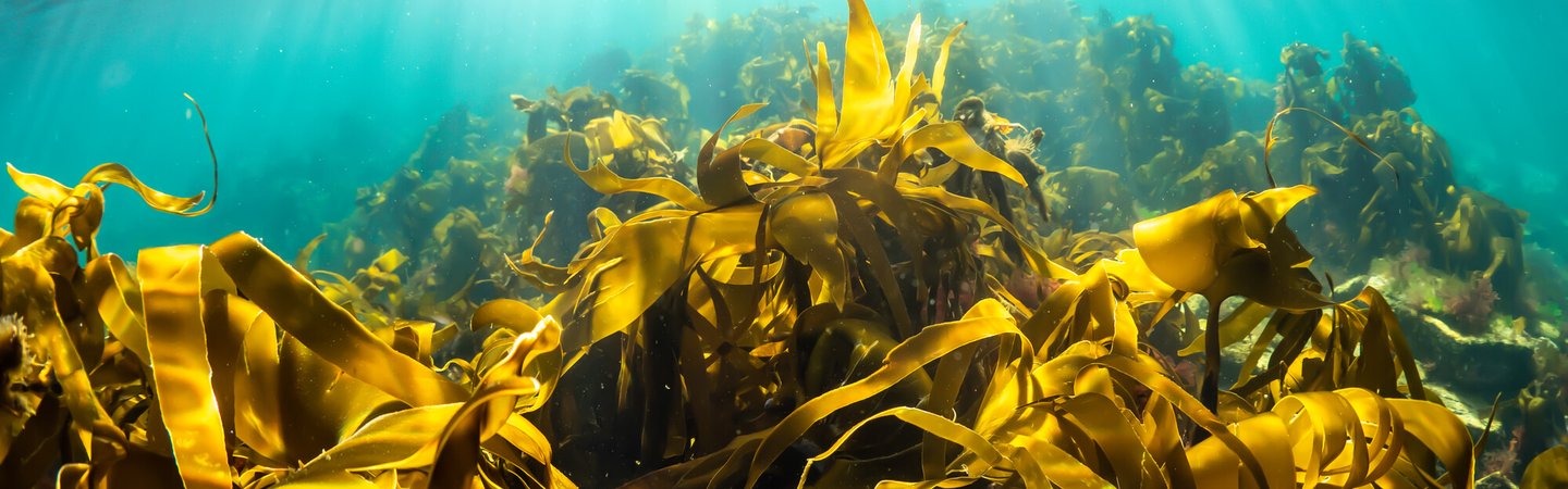 Kelp, Orkney, Scotland. Alison Moore