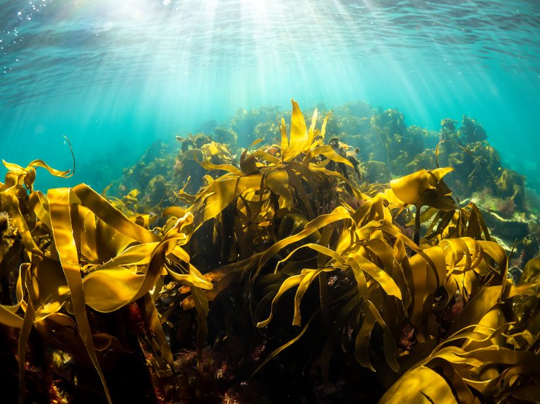 Kelp, Orkney, Scotland. Alison Moore