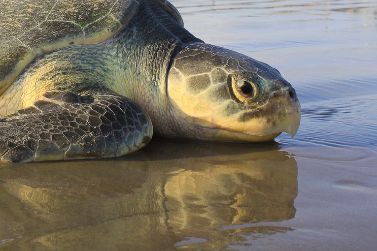 Kemps_Ridley_Turtle_Wildscreen_Exchange_Ron_Wooten