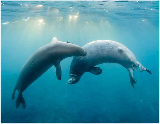 two Hawaiian mink seals underwater