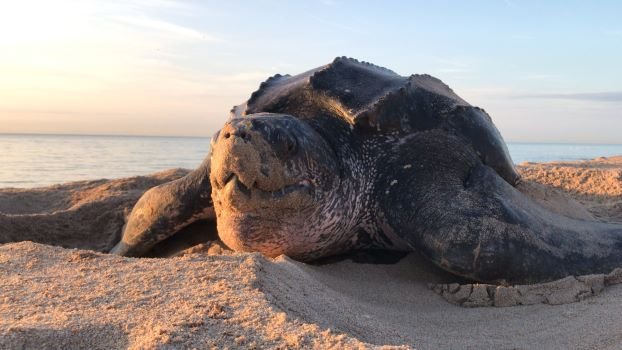 Leatherback turtle on beach